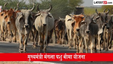 मुख्यमंत्री मंगला पशु बीमा योजना: गाय-भैंस, बकरी और ऊंट का कराएं बीमा, जानें आवेदन प्रक्रिया और लाभ