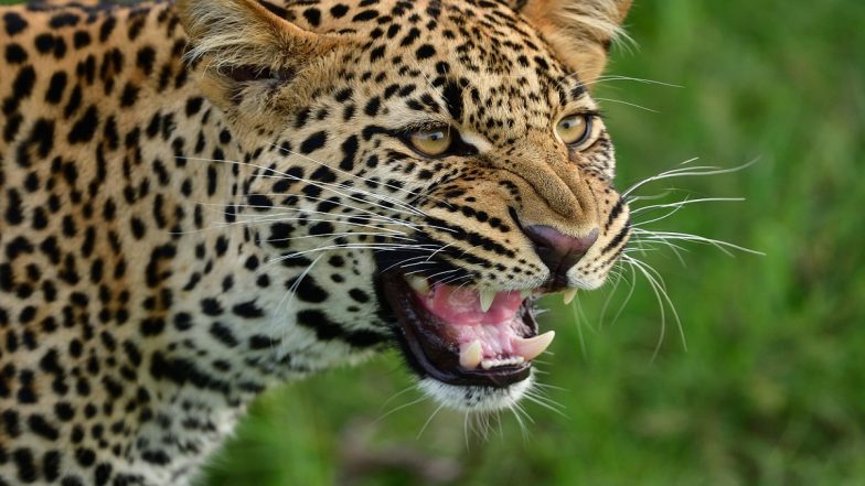 Barwani Leopard Attack: तेंदुआ हमले में घायल 9 वर्षीय बच्चे की 21 दिन बाद मौत; रेबीज के संक्रमण की आशंका