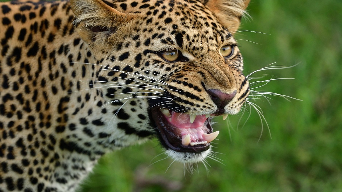 Barwani Leopard Attack: तेंदुआ हमले में घायल 9 वर्षीय बच्चे की 21 दिन बाद मौत; रेबीज के संक्रमण की आशंका