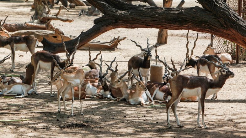 Blackbucks Died in Madhya Pradesh: मध्य प्रदेश के शाजापुर में आवारा कुत्ते के डर से कुएं में गिरे 13 काले हिरण, सभी की मौत; जांच में जुटा वन विभाग
