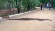 Giant Python Spotted At KBR Park: हैदराबाद के केबीआर नेशनल पार्क में दिखा 12 फीट लंबा अजगर, मॉर्निंग वॉक पर आए लोग रह गए हैरान (Watch Video) Giant Python Spotted At KBR Park: हैदराबाद के केबीआर नेशनल पार्क में दिखा 12 फीट लंबा अजगर, मॉर्निंग वॉक पर आए लोग रह गए हैरान (Watch Video)
