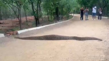 Giant Python Spotted At KBR Park: हैदराबाद के केबीआर नेशनल पार्क में दिखा 12 फीट लंबा अजगर, मॉर्निंग वॉक पर आए लोग रह गए हैरान (Watch Video)