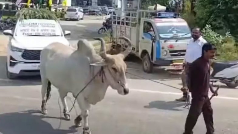 VIDEO: पंजाब के मोगा शहर में 32 लाख की इनोवा गाड़ी को बैल से खिंचवाकर ग्राहक ने जताया विरोध, RC न मिलने से था परेशान