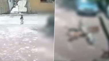 पुणे के पिंपरी-चिंचवड में आवारा कुत्तों का आतंक, 4 साल की बच्ची पर जानलेवा हमला; CCTV में कैद हुआ VIDEO