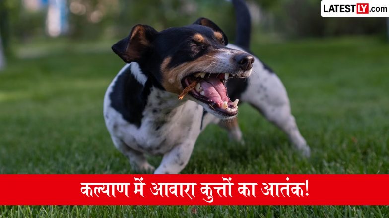 Kalyan Stray Dog Attack: कल्याण स्टेशन के पास आवारा कुत्तों का आतंक, एक ही दिन में 150 लोगों को काटा