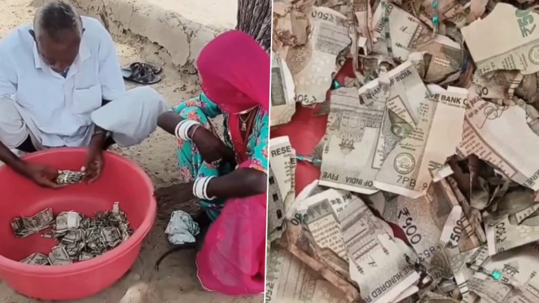 राजस्थान: किसान ने चोरी और परिवार से बचाने के लिए खेत में गाड़े ₹5 लाख, दीमक ने टुकड़े-टुकड़े कर पूरी रकम कर दी बर्बाद; VIDEO