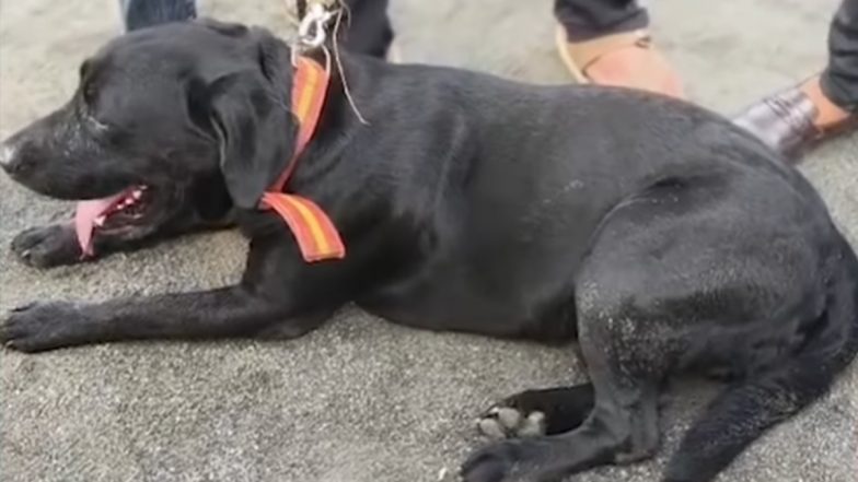 VIDEO: गुजरात में इंसान और बेजुबान के प्यार की मिसाल, 3.5 महीने बाद लौटे कुत्ते संग मालिक ने मन्नत पूरी करने के लिए की 60 KM की पदयात्रा