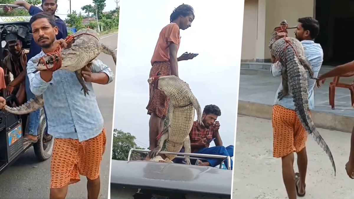 Bihar Viral Video: कंधे पर जिंदा मगरमच्छ उठाकर पुलिस स्टेशन पहुंचा युवक, सुपौल का वीडियो सोशल मीडिया पर वायरल