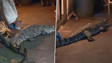 Goa Crocodile Video: गोवा के खांडेपार में रिहायशी घर के अंदर घुसा विशालकाय मगरमच्छ; कुत्तों के भौंकने पर मची अफरा-तफरी, सुरक्षित रेस्क्यू
