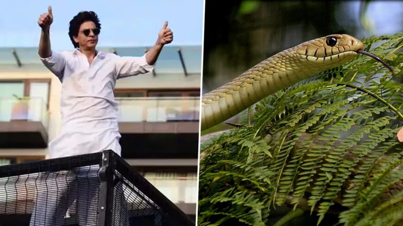 Snake Found at SRK&rsquo;s Mannat: शाहरुख खान के बंगले 'मन्नत' में दिखे दो सांप; 8 फीट लंबा धामन सांप रेस्क्यू, दूसरा हुआ लापता