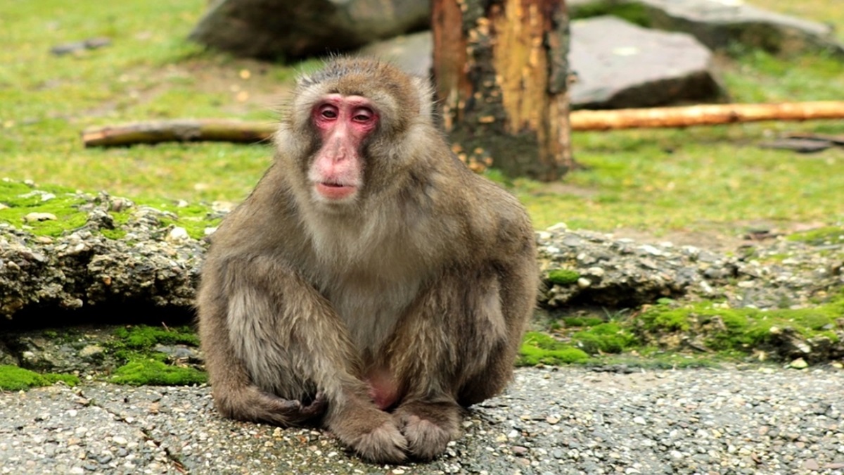 Ayodhya Monkey Viral Video: बंदर लेकर भागा महिला के 42,105 रुपये, वापस करने से किया इनकार, फिर पुलिस ने केले से लगाया ऐसा दांव कि मिनटों में सुलझ गया मामला