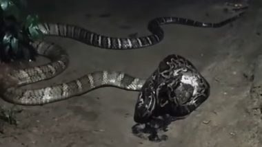 Viral Video: बगहा में घर के आंगन में अचानक आमने-सामने आए किंग कोबरा और विशाल अजगर; फिर जो हुआ...