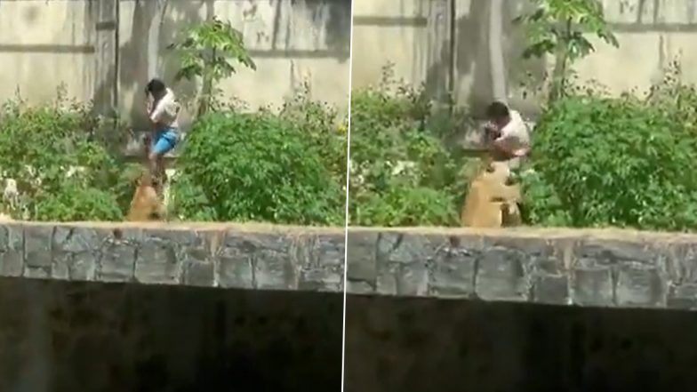 Brazil Zoo Tragedy: ब्राजील के चिड़ियाघर में शेरनी के बाड़े में घुसा 19 वर्षीय युवक, हमले में मौत (Video)