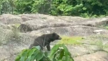 Bear Attack: छत्तीसगढ़ के कांकेर में भालू का जानलेवा हमला; भाई-बहन की मौत, एक अन्य बहन घायल (Video)