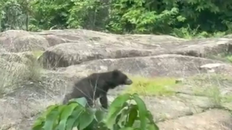 Bear Attack: छत्तीसगढ़ के कांकेर में भालू का जानलेवा हमला; भाई-बहन की मौत, एक अन्य बहन घायल (Video)