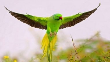 लापता तोते 'गोपी' की तलाश में जुटे रिटायर्ड फौजी, किया ₹21 हजार के इनाम का ऐलान, मिलने तक खाना छोड़ने का लिया संकल्प