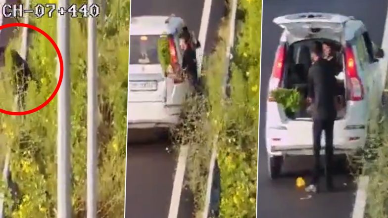 Baghpat Viral Video: दिल्ली-देहरादून एक्सप्रेसवे से 'POLICE' लिखी कार में पौधा उखाड़कर ले गया युवक; CCTV में कैद हुई अजीबोगरीब चोरी