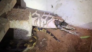 Kerala Python Rescue Video: कोझिकोड में में मुर्गी के बाड़े में घुसा विशालकाय अजगर; मुर्गियों को निगला, रेस्क्यू के दौरान उगली मुर्गी