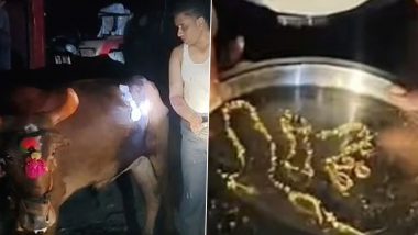 महाराष्ट्र के मालेगांव में प्रसाद के साथ बैल ने निगला 3 तोले का सोने का मंगलसूत्र, सर्जरी कर पेट से निकाला गया; VIDEO