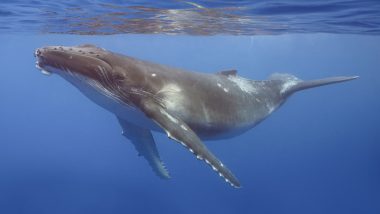 Humpback Whale Grieving Video: ऑस्ट्रेलिया के समुद्र में मृत बच्चे के पास मंडराती दिखी हंपबैक व्हेल; वैज्ञानिकों ने कैमरे में कैद किया दुर्लभ मातृत्व व्यवहार