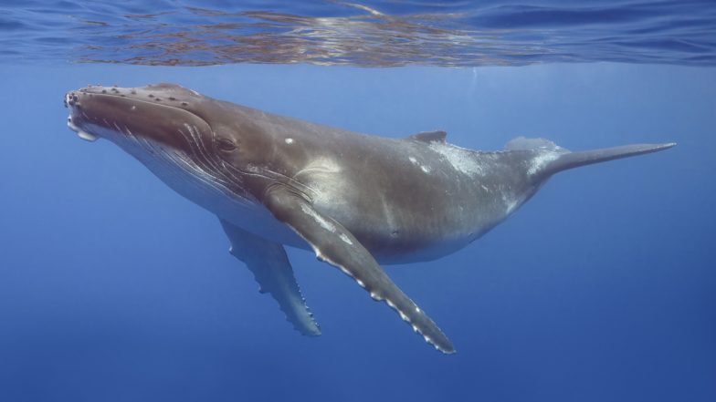 Humpback Whale Grieving Video: ऑस्ट्रेलिया के समुद्र में मृत बच्चे के पास मंडराती दिखी हंपबैक व्हेल; वैज्ञानिकों ने कैमरे में कैद किया दुर्लभ मातृत्व व्यवहार