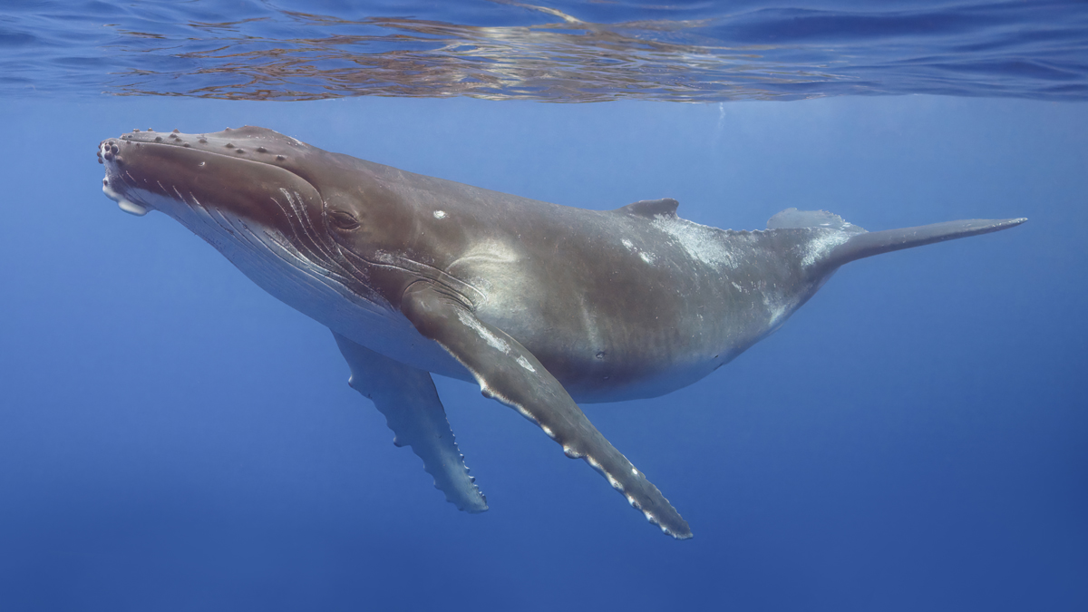 Humpback Whale Grieving Video: ऑस्ट्रेलिया के समुद्र में मृत बच्चे के पास मंडराती दिखी हंपबैक व्हेल; वैज्ञानिकों ने कैमरे में कैद किया दुर्लभ मातृत्व व्यवहार