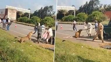 Karnataka Leopard Attack: कर्नाटक के दावणगेरे में रेस्क्यू के दौरान तेंदुए ने वनकर्मी पर किया हमला; हाईवे पर कार की टक्कर से घायल हुआ था जानवर, वीडियो वायरल