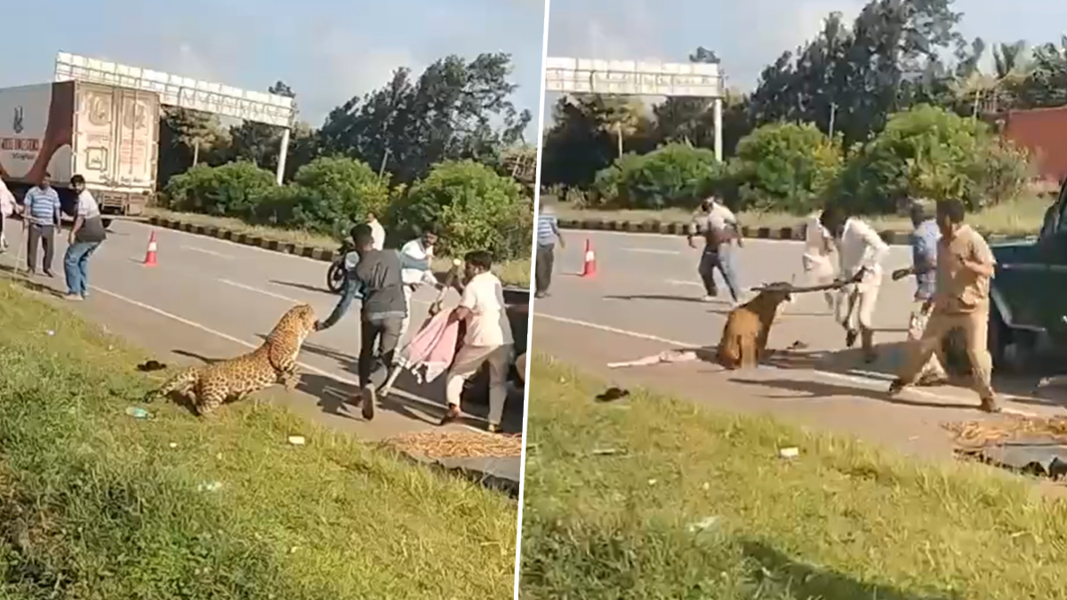 Karnataka Leopard Attack: कर्नाटक के दावणगेरे में रेस्क्यू के दौरान तेंदुए ने वनकर्मी पर किया हमला; हाईवे पर कार की टक्कर से घायल हुआ था जानवर, वीडियो वायरल