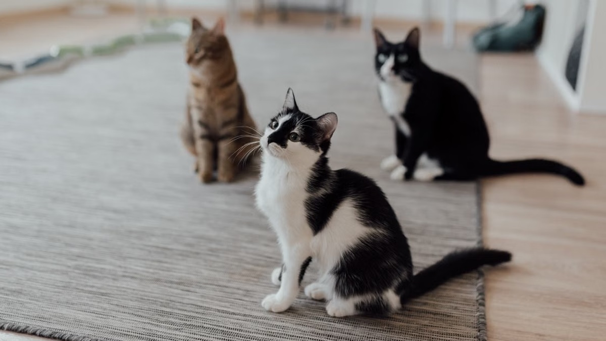 Chembur Cat Killings: मुंबई के चेंबूर में करीब 20 बिल्लियों की नृशंस हत्या; शव क्षत-विक्षत मिलने पर RCF पुलिस ने दर्ज की FIR, पेटा इंडिया ने रखा ₹50,000 का इनाम