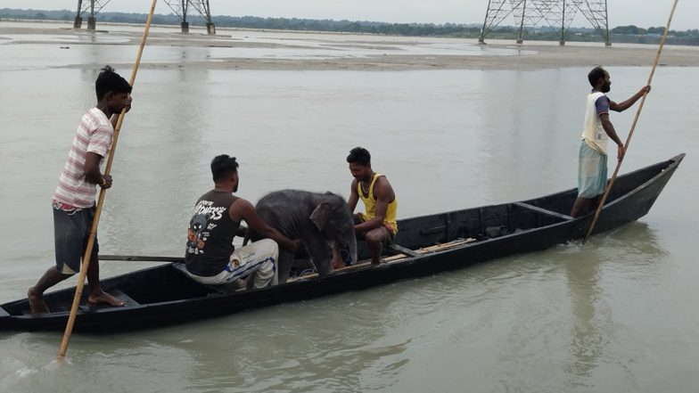 Teesta River Elephant Rescue: तीस्ता के तेज बहाव में बहे 4 दिन के नन्हे हाथी को मछुआरों ने बचाया; नाव पर लादकर मां से कराया भावनात्मक मिलन