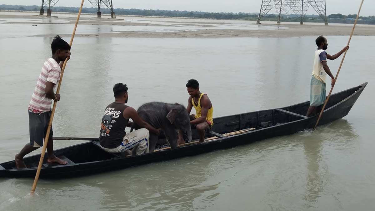 Teesta River Elephant Rescue: तीस्ता के तेज बहाव में बहे 4 दिन के नन्हे हाथी को मछुआरों ने बचाया; नाव पर लादकर मां से कराया भावनात्मक मिलन