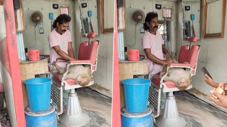 Viral Video: सैलून में कुर्सी पर लेटकर बंदर ने कराया हेड और बॉडी मसाज; 'VIP ग्राहक' का अनोखा अंदाज देख लोटपोट हुए सोशल मीडिया यूजर्स