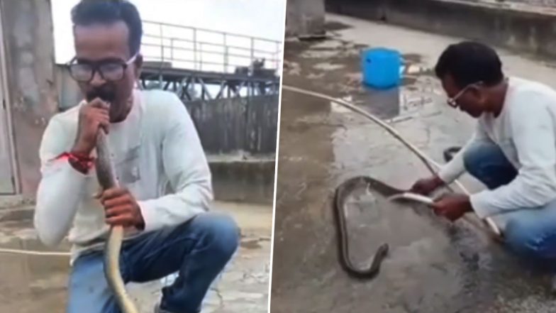 Snake CPR Video: गुजरात के वापी में मानवता की मिसाल, अचेत मिले 5 फीट लंबे सांप को रेस्क्यूअर ने मुंह से CPR देकर बचाई जान, VIDEO वायरल