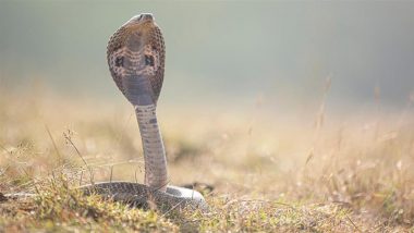 Gwalior Hospital Snake Video: सुपर स्पेशलिटी अस्पताल की 5वीं मंजिल पर OT के बाहर दिखा कोबरा, मचा हड़कंप