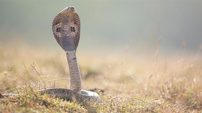 Gwalior Hospital Snake Video: सुपर स्पेशलिटी अस्पताल की 5वीं मंजिल पर OT के बाहर दिखा कोबरा, मचा हड़कंप