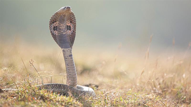 Gwalior Hospital Snake Video: सुपर स्पेशलिटी अस्पताल की 5वीं मंजिल पर OT के बाहर दिखा कोबरा, मचा हड़कंप
