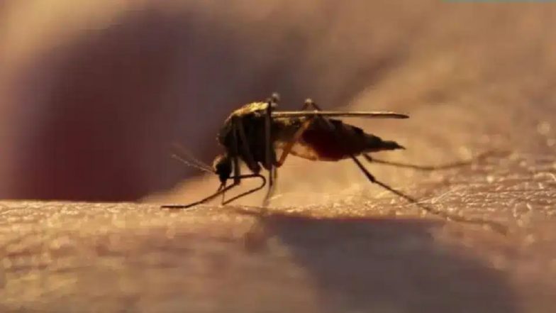 Mumbai Malaria Surge 2026: मुंबई में मलेरिया का प्रकोप; मरीजों की संख्या 9,298 पार, 3 साल बाद संक्रमण से 2 मौतें दर्ज