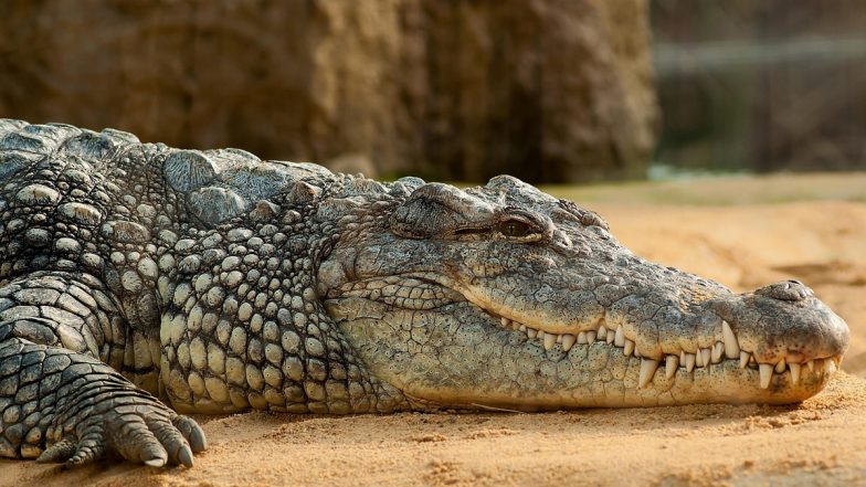 Alwar Crocodile Video: राजस्थान के अलवर में दुकान में घुसा 5 फीट लंबा मगरमच्छ, मची अफरा-तफरी