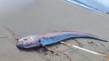 Chile Oarfish: चिली के तट पर बहकर आई 16 फीट लंबी रहस्यमयी 'डूम्सडे फिश'; भूकंप और सुनामी की लोककथाओं के बीच वैज्ञानिकों ने बताया असली कारण