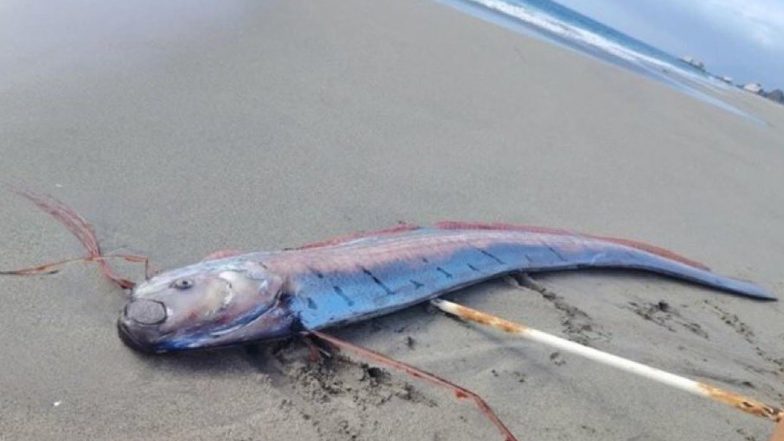 Chile Oarfish: चिली के तट पर बहकर आई 16 फीट लंबी रहस्यमयी 'डूम्सडे फिश'; भूकंप और सुनामी की लोककथाओं के बीच वैज्ञानिकों ने बताया असली कारण
