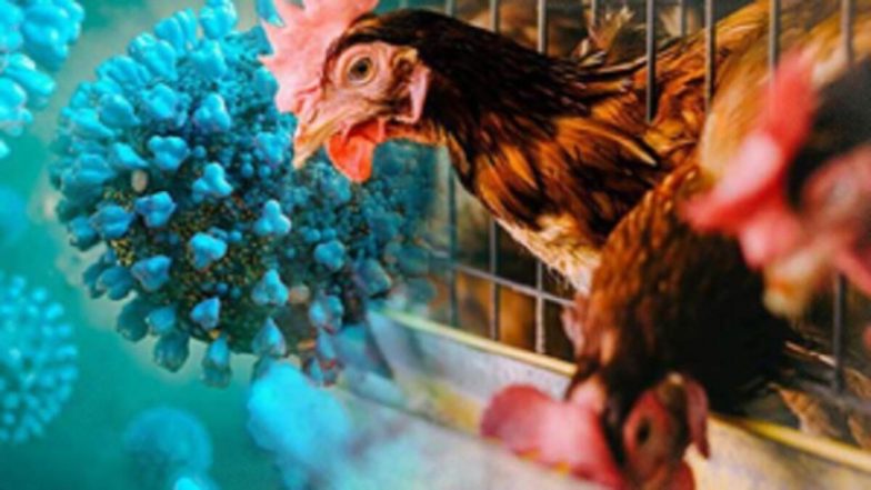 Vandalur Zoo Bird Flu: चेन्नई के वंडालूर चिड़ियाघर में बर्ड फ्लू की पुष्टि; जलीय पक्षियों में मिला H5N1 वायरस, पर्यटकों के लिए 2 दिन बंद